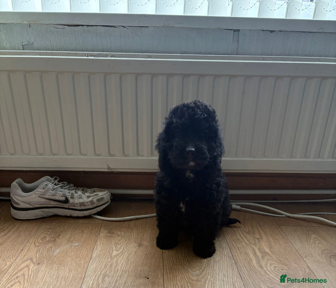 Cockapoo Puppies for sale in Peterborough, Peterborough Pets4Homes