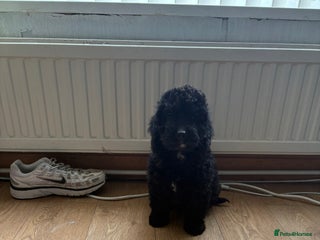 Cockapoo dogs - Advert 5