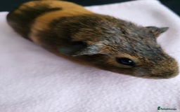 Guinea Pig rodents for sale: Baby girls guinea pigs  - Image 6
