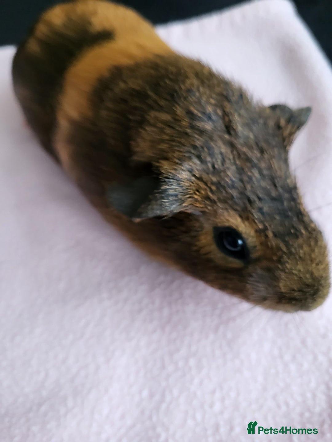 Guinea Pig rodents for sale: Baby girls guinea pigs  - Image 6