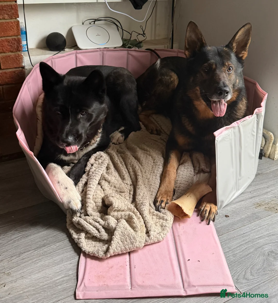 Mixed Breed dogs for sale: 🐾 German Shepherd x American Akita 🐾 - Advert 2