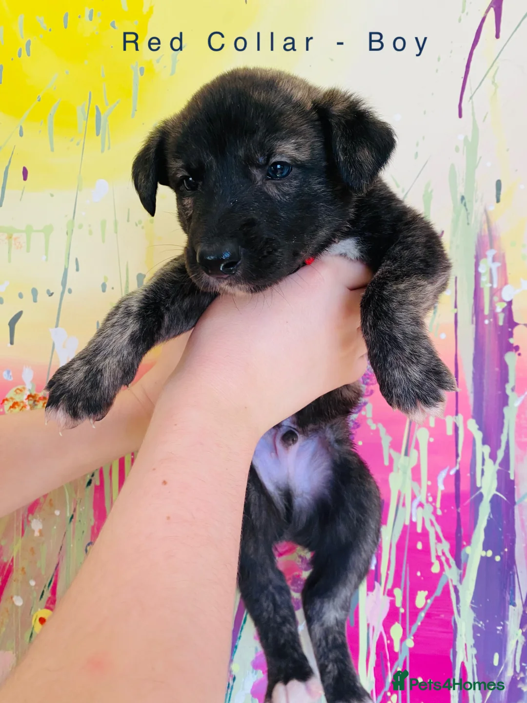Lurcher dogs for sale: 6 Stunning Lurcher Pups Available 23rd March - Advert 22