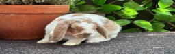 Mini Lop rabbits for sale: Mini Plush Lop - Hypoallergenic Fur. - Advert 7