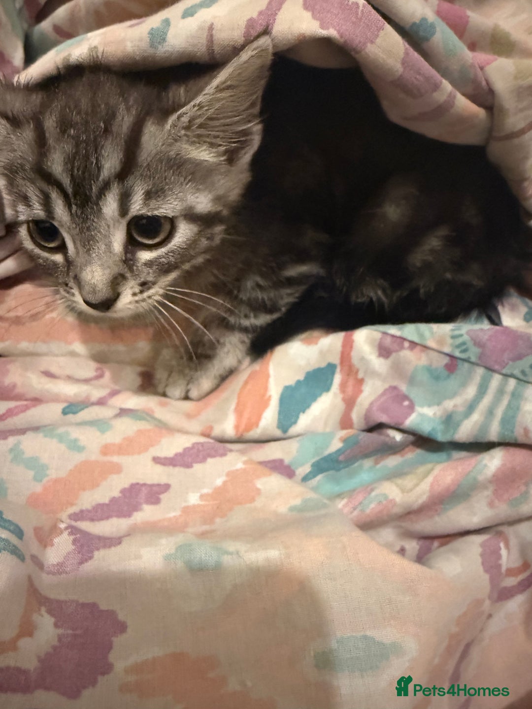 Mixed Breed cats for sale: 2 gorgeous kittens ready for new  **  home - Advert 3