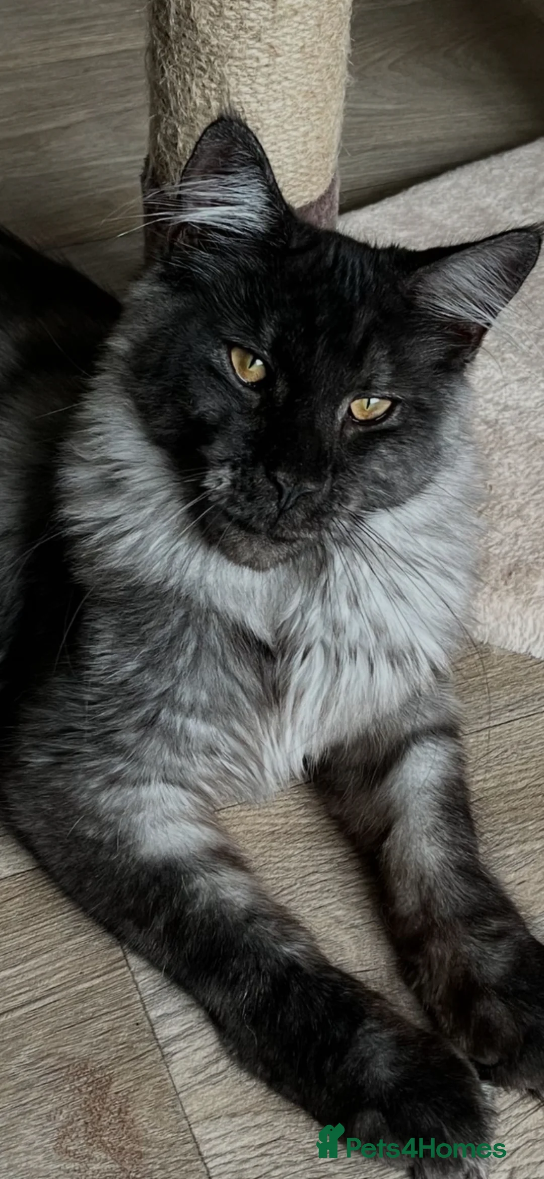 Maine Coon cats for sale: Majestic Fire Maine Coon Kittens - Advert 2