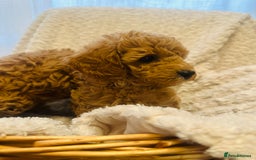 Toy Poodle dogs for sale: 🤎Toy poodles🤎 - Image 7