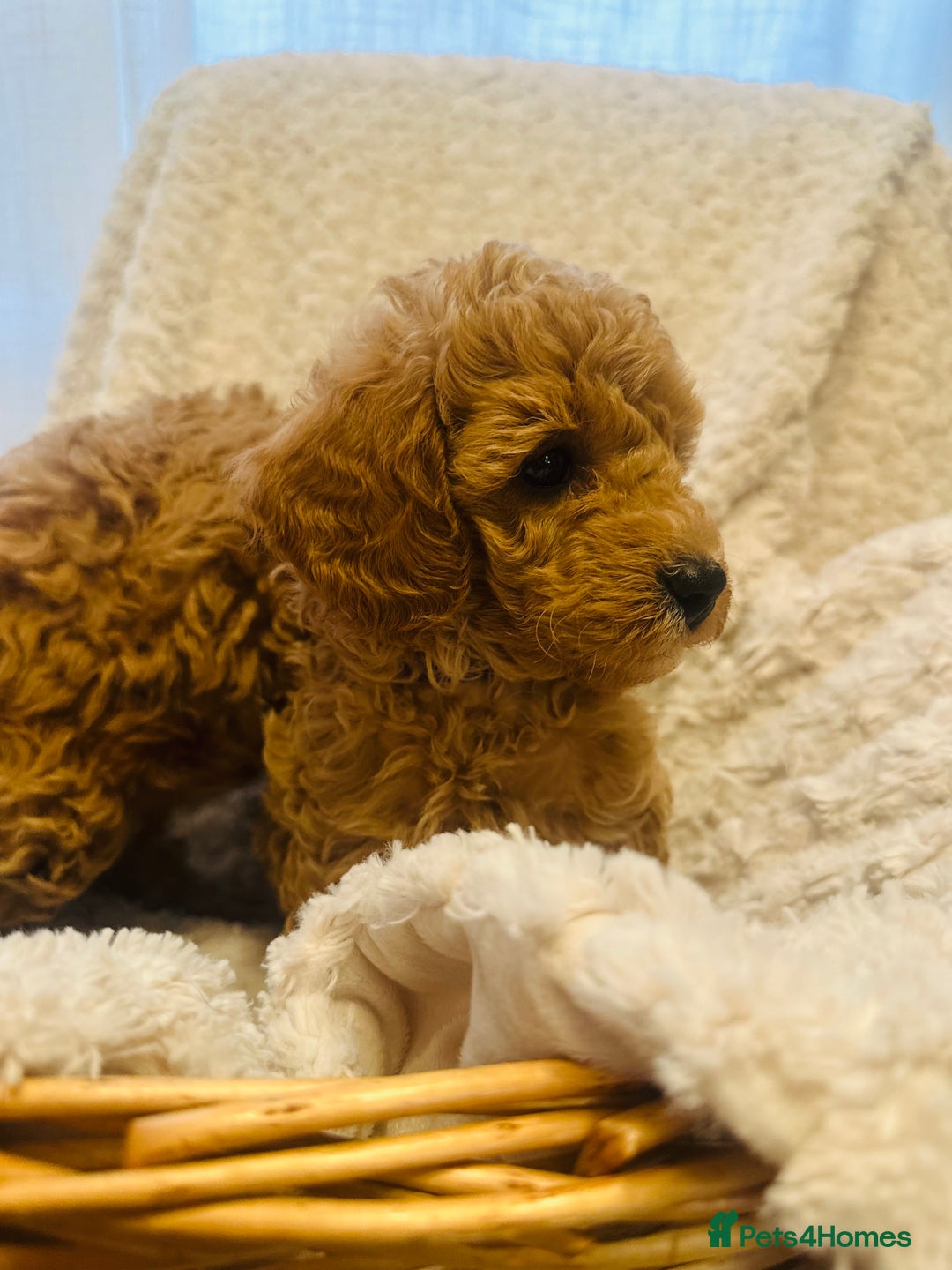 Toy Poodle dogs for sale: 🤎Toy poodles🤎 - Image 7