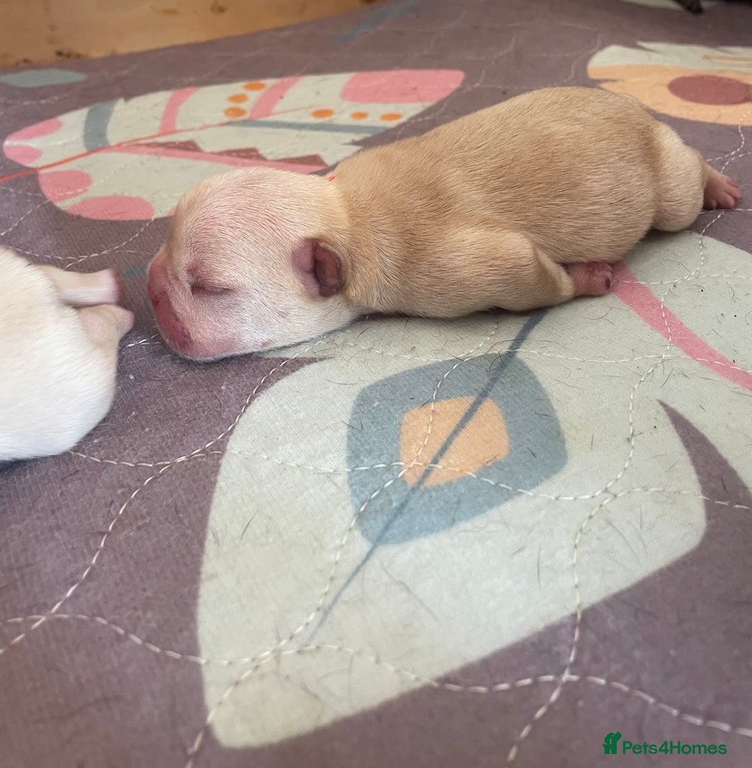 French Bulldog dogs for sale: KC Reg Frenchie Puppies - Image 8