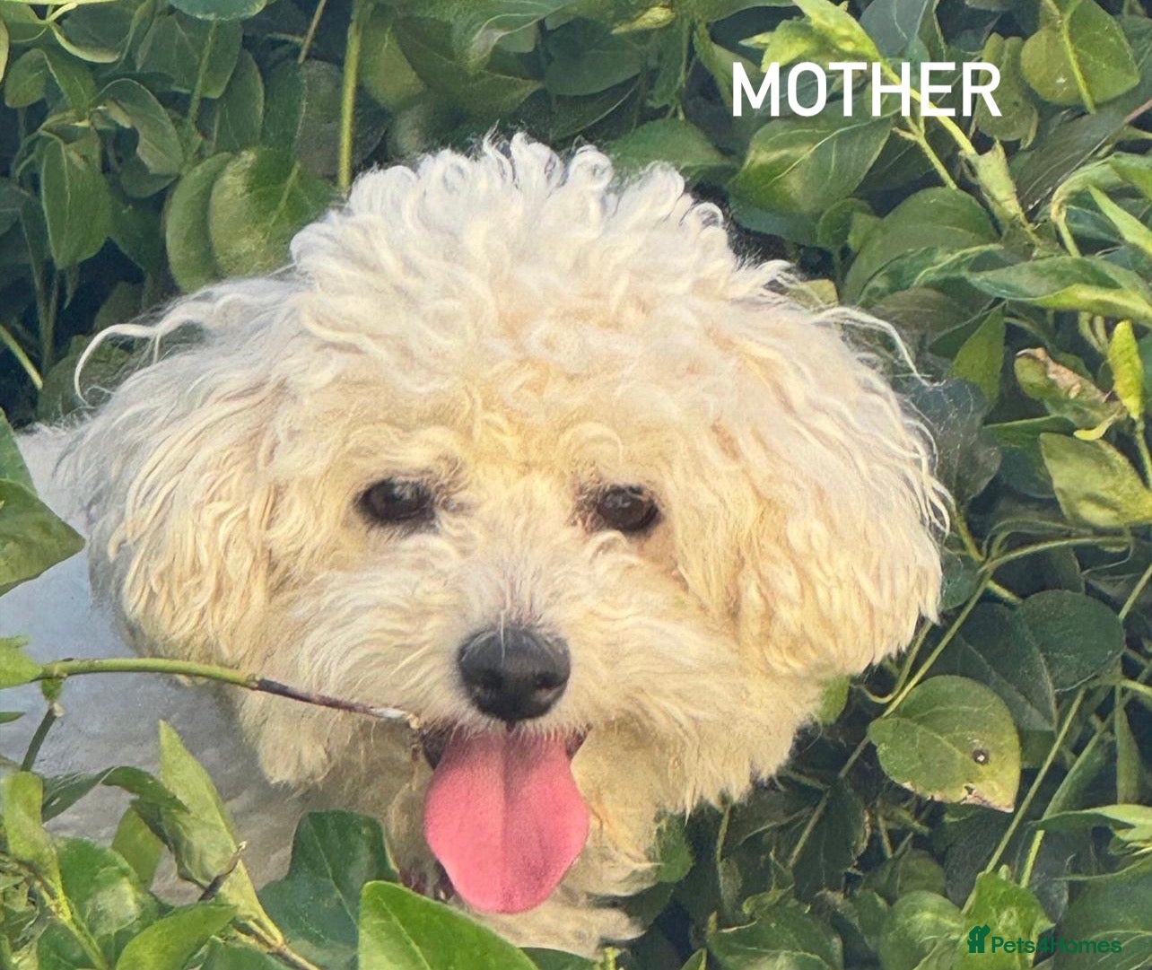 Bichon Frise dogs BICHON FRISE  - Advert 4