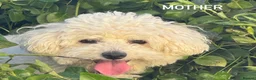 Bichon Frise dogs for sale: BICHON FRISE  - Advert 1