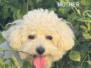 Bichon Frise dogs READY TO LEAVE IN 1 WEEK !!!!!! - Advert 6