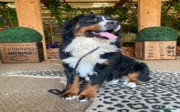 Bernedoodle dogs for sale: Medium Size Bernedoodle F1 puppies.  - Image 12