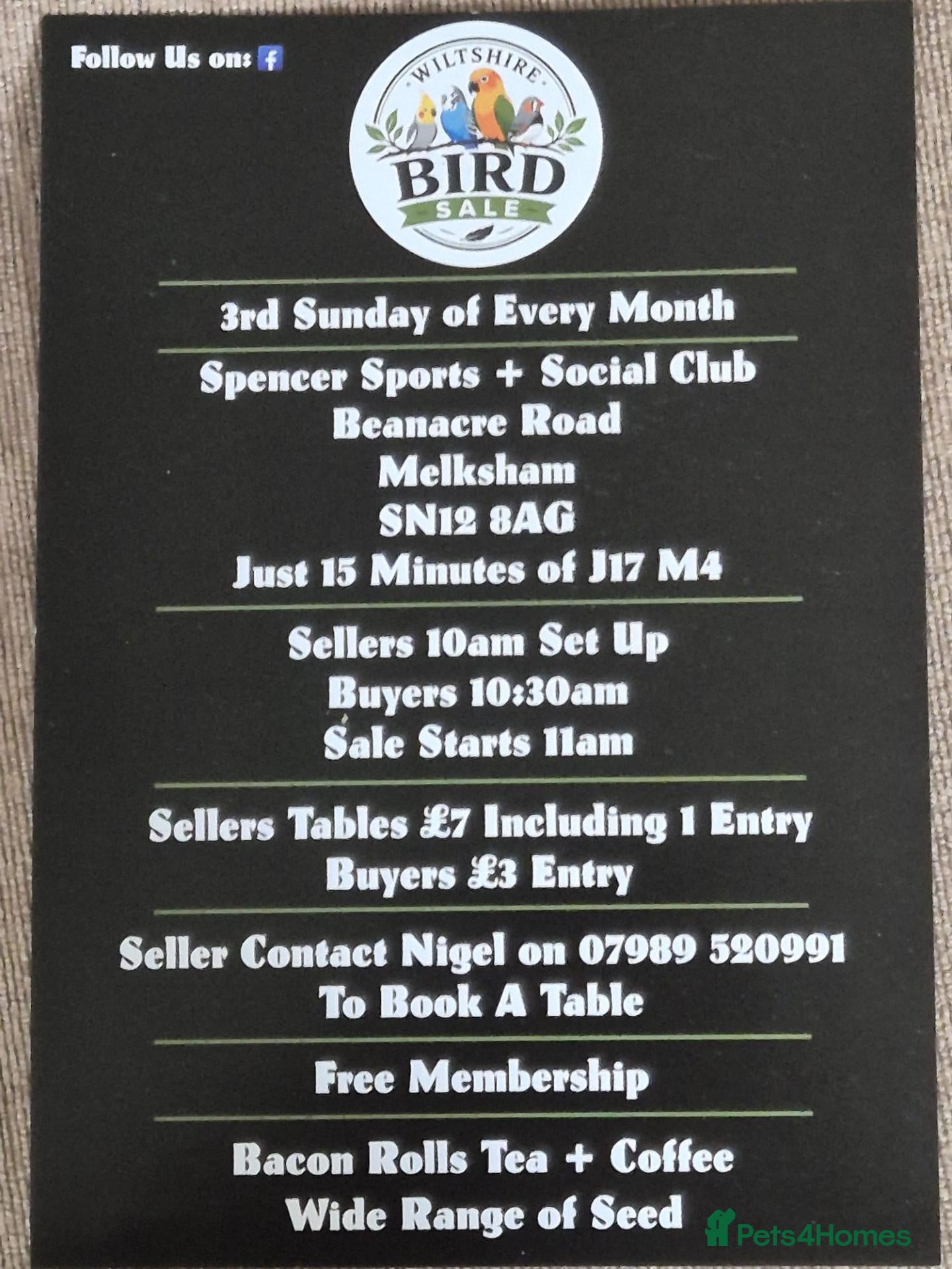 Mixed Breed birds Wiltshire bird sale  - Advert 14
