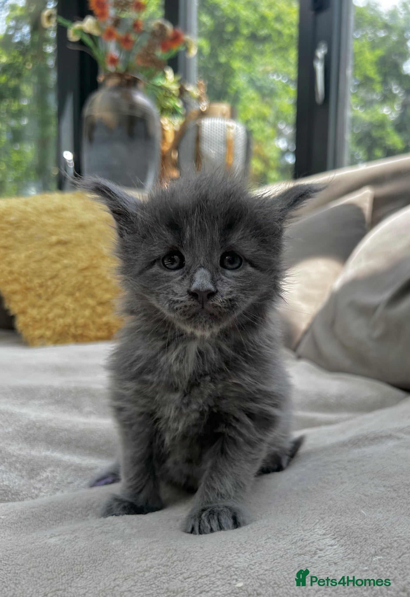 Maine Coon cats Extraordinary Chunky Maine Coon Boys- Rare Quality - Advert 1