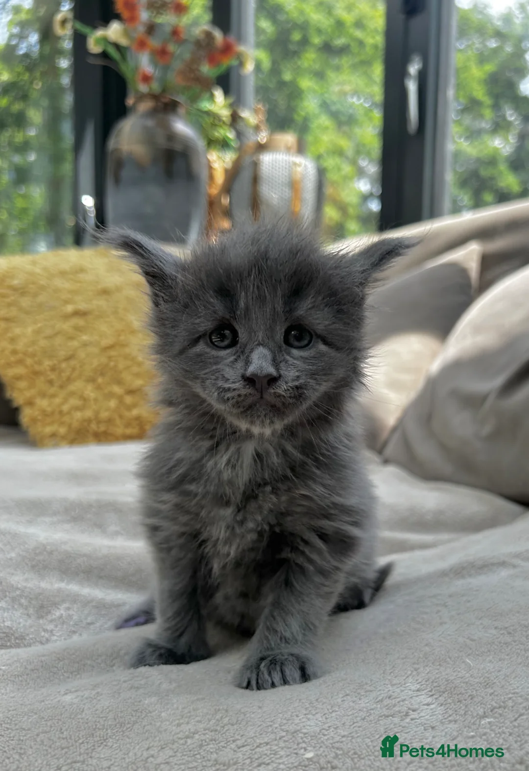 Maine Coon cats for sale: Extraordinary Chunky Maine Coon Boys- Rare Quality - Advert 1