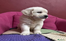 Golden Retriever dogs for sale: Extensively Health Tested & Kids Best friends - Advert 8