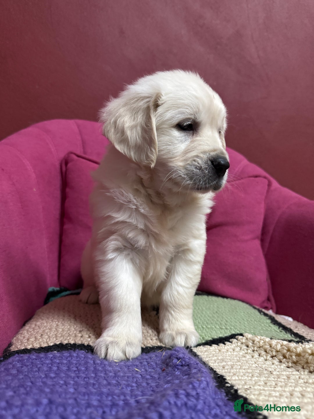 Golden Retriever dogs for sale: Extensively Health Tested & Kids Best friends - Advert 8