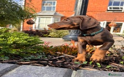 Dobermann dogs for sale: Ready now, Outstanding KC Reg Dobermann puppies - Image 9