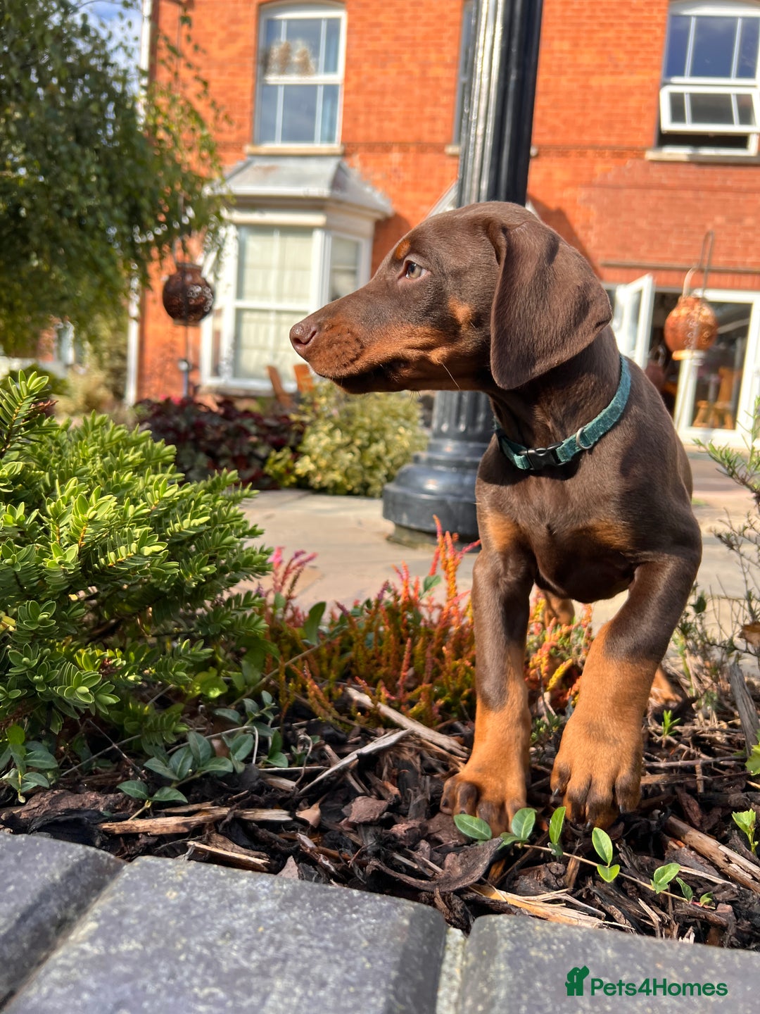 Dobermann dogs for sale: Ready now, Outstanding KC Reg Dobermann puppies - Image 9