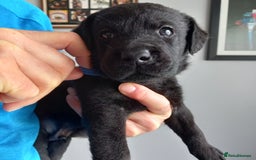 Labrador Retriever dogs for sale: Excellent KC Registered working Black Lab pups  - Image 2