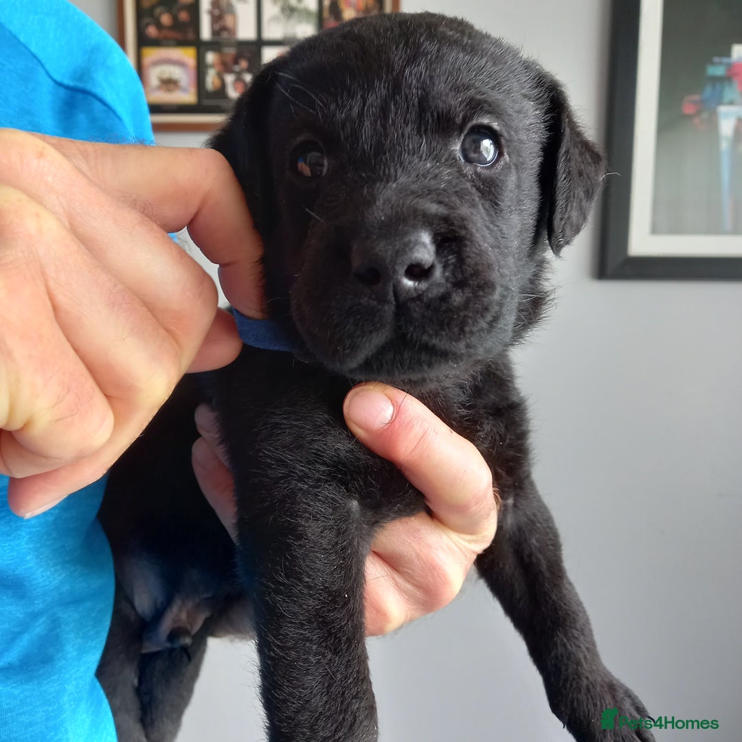 Labrador Retriever dogs for sale: Excellent KC Registered working Black Lab pups  - Image 2