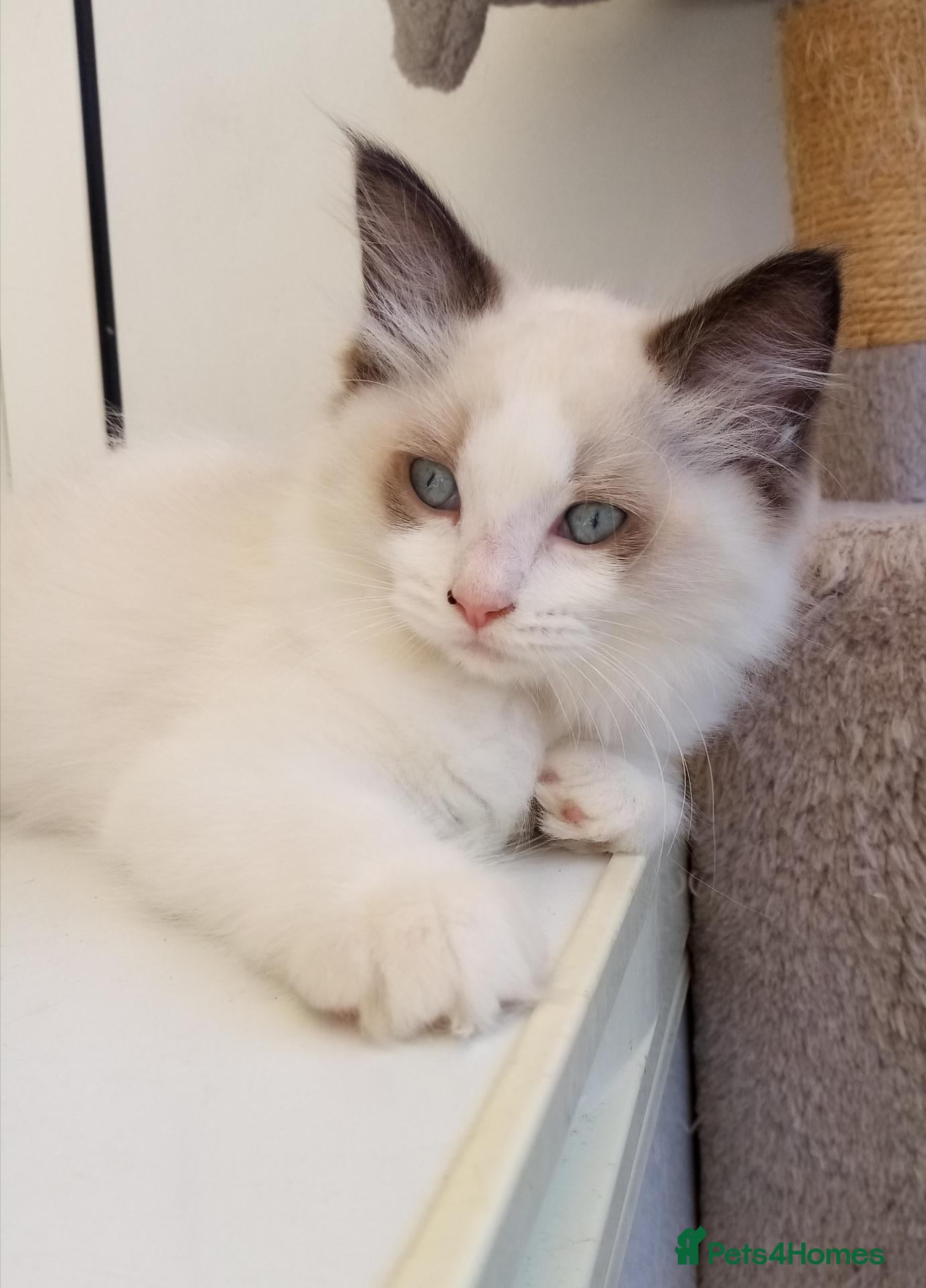 Ragdoll cats Ragdoll kittens for sale  - Advert 1