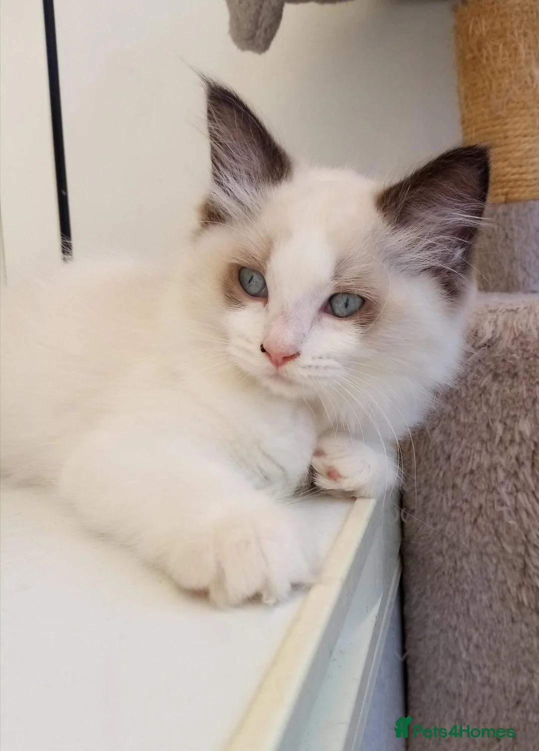 Ragdoll cats for sale: Ragdoll kittens for sale  - Advert 1