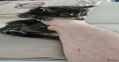 Maine Coon cats Giants TICA and GCCF Maine Coon registered  - Advert 14