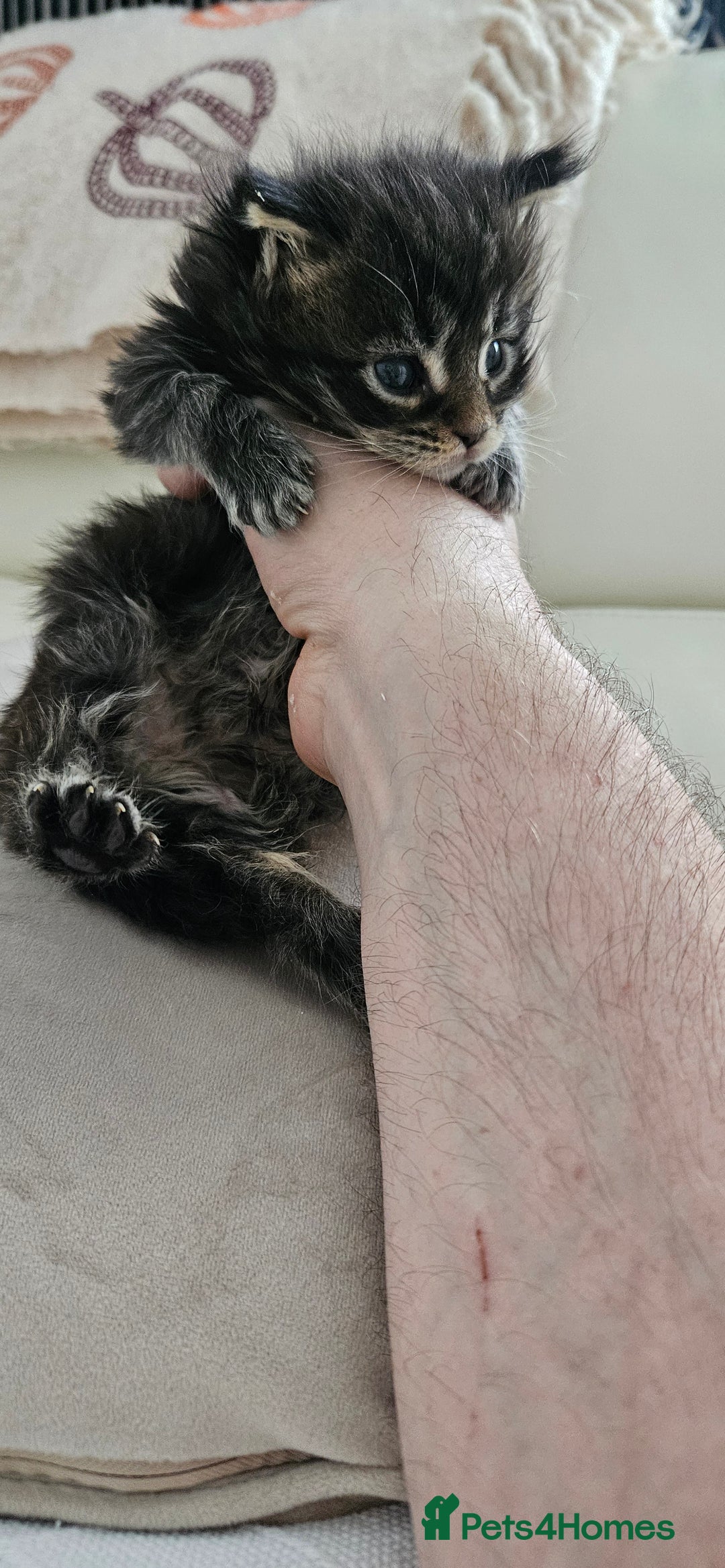 Maine Coon cats for sale: Giants TICA and GCCF Maine Coon registered  - Advert 7