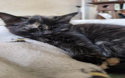 Mixed Breed cats for sale: Lovely little kittens - Image 7