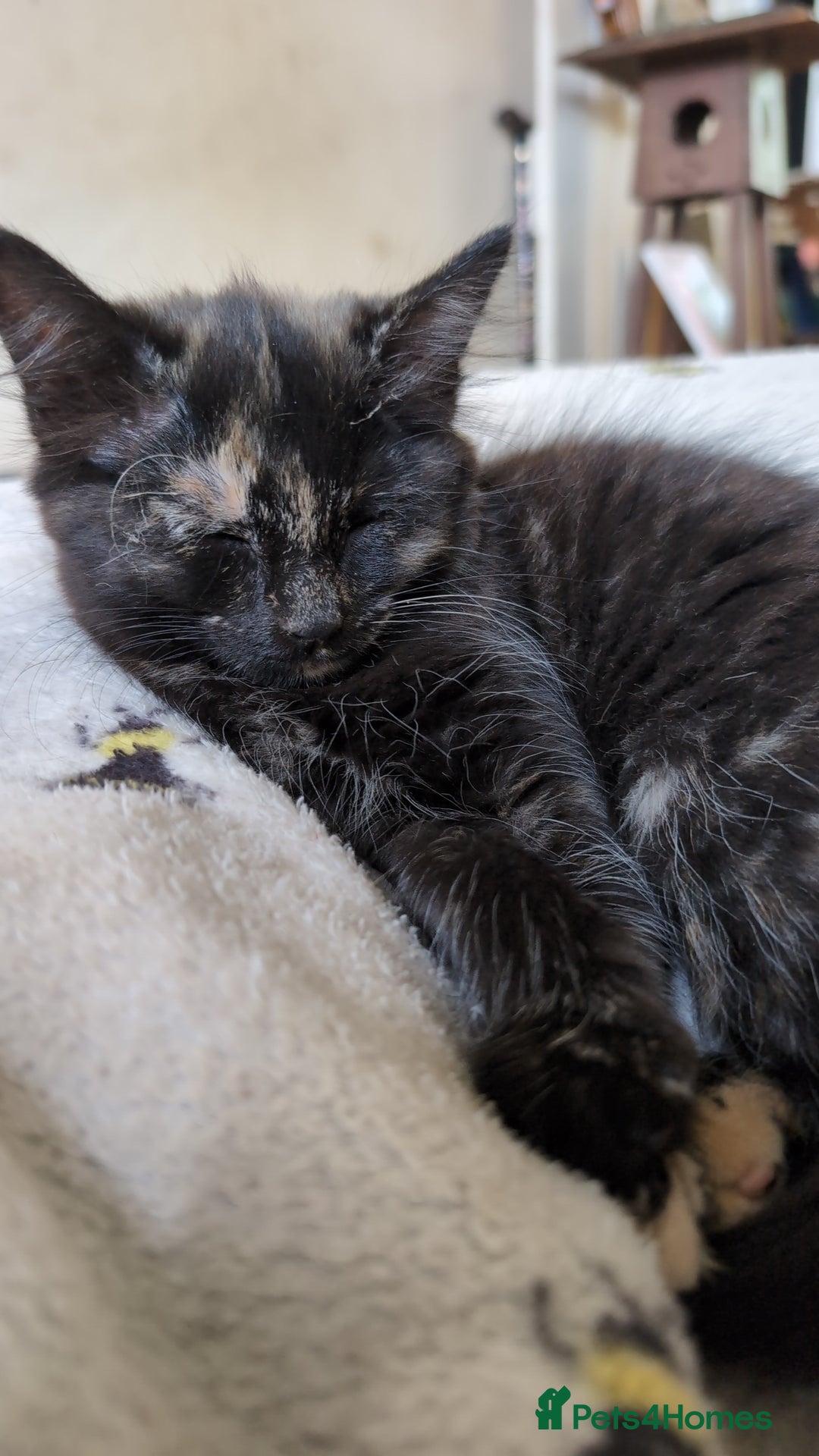 Mixed Breed cats for sale: Lovely little kittens - Image 7