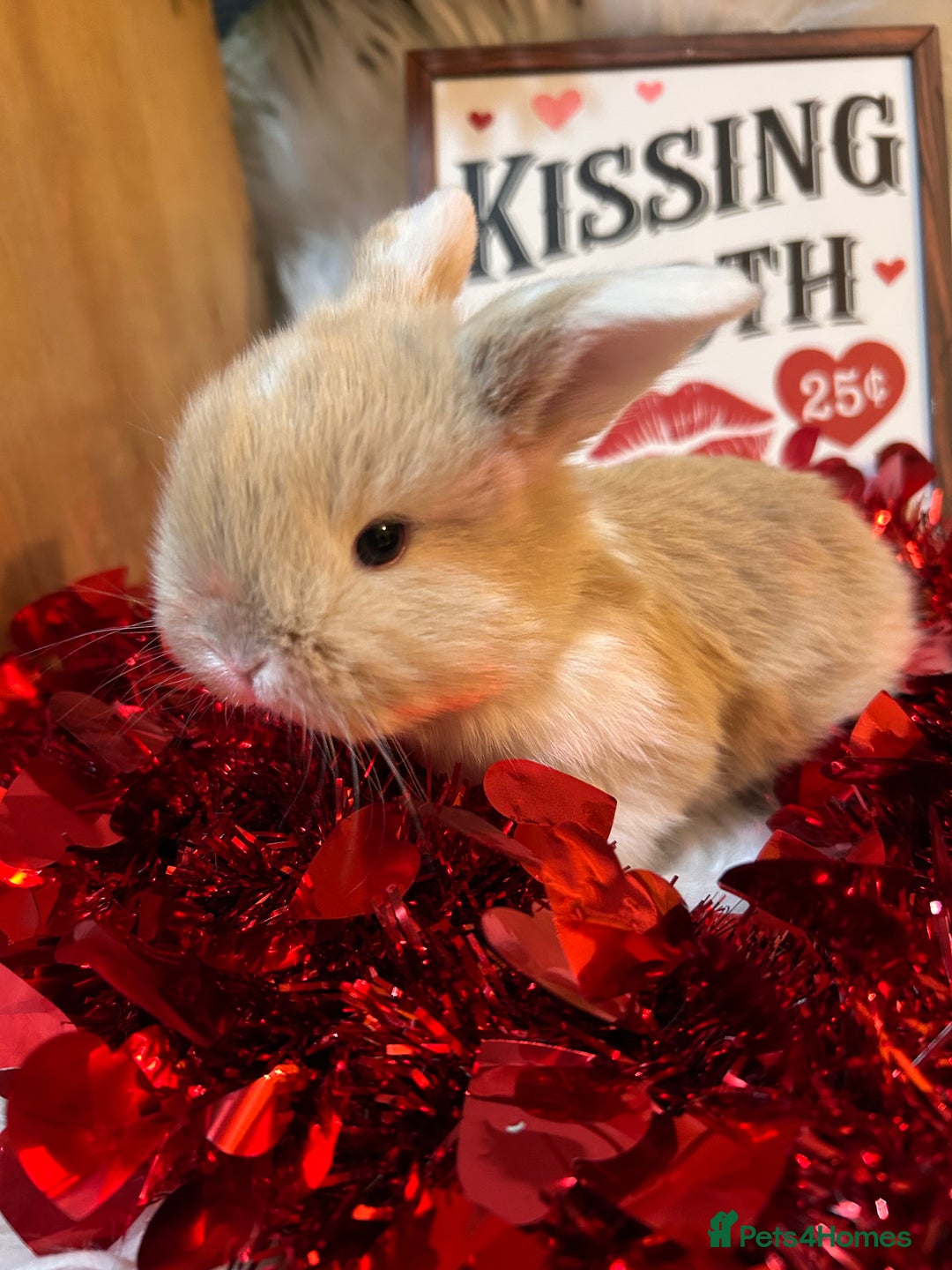 Mini Lop rabbits for sale: 🌼Mini lop Girls 🌼 - Advert 2