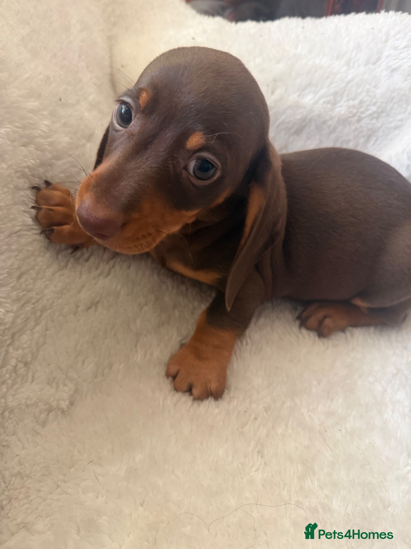 Miniature Dachshund dogs Miniature dachshund puppies - Advert 1