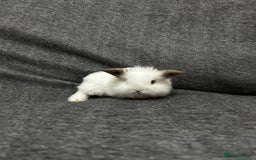 Mixed Breed rabbits for sale: Baby lion heads and lop mix  - Image 7