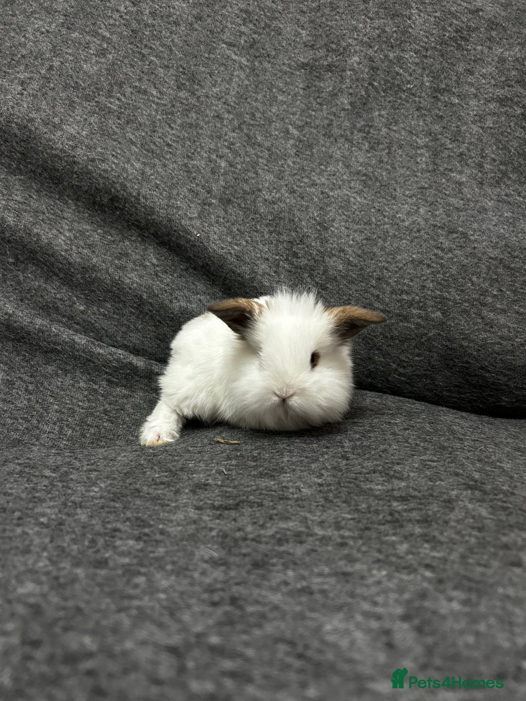 Mixed Breed rabbits for sale: Baby lion heads and lop mix  - Image 7