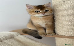 British Shorthair cats for sale: ‼️LAST KITTEN LEFT ‼️BSH Golden kittens  - Image 26