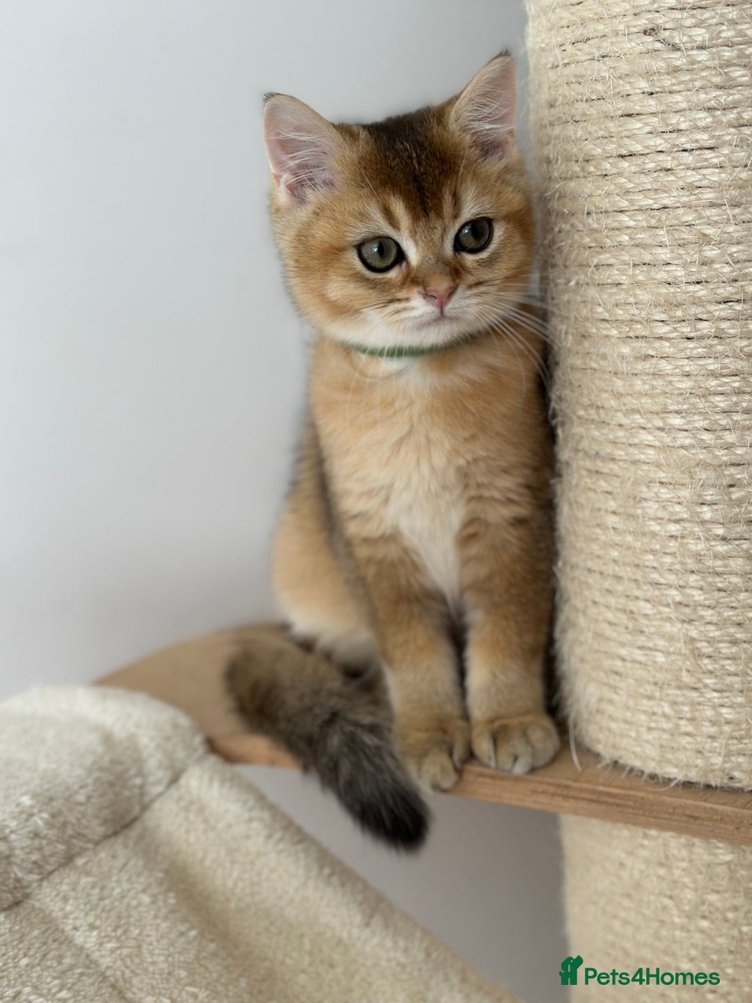 British Shorthair cats for sale: ‼️LAST KITTEN LEFT ‼️BSH Golden kittens  - Image 26