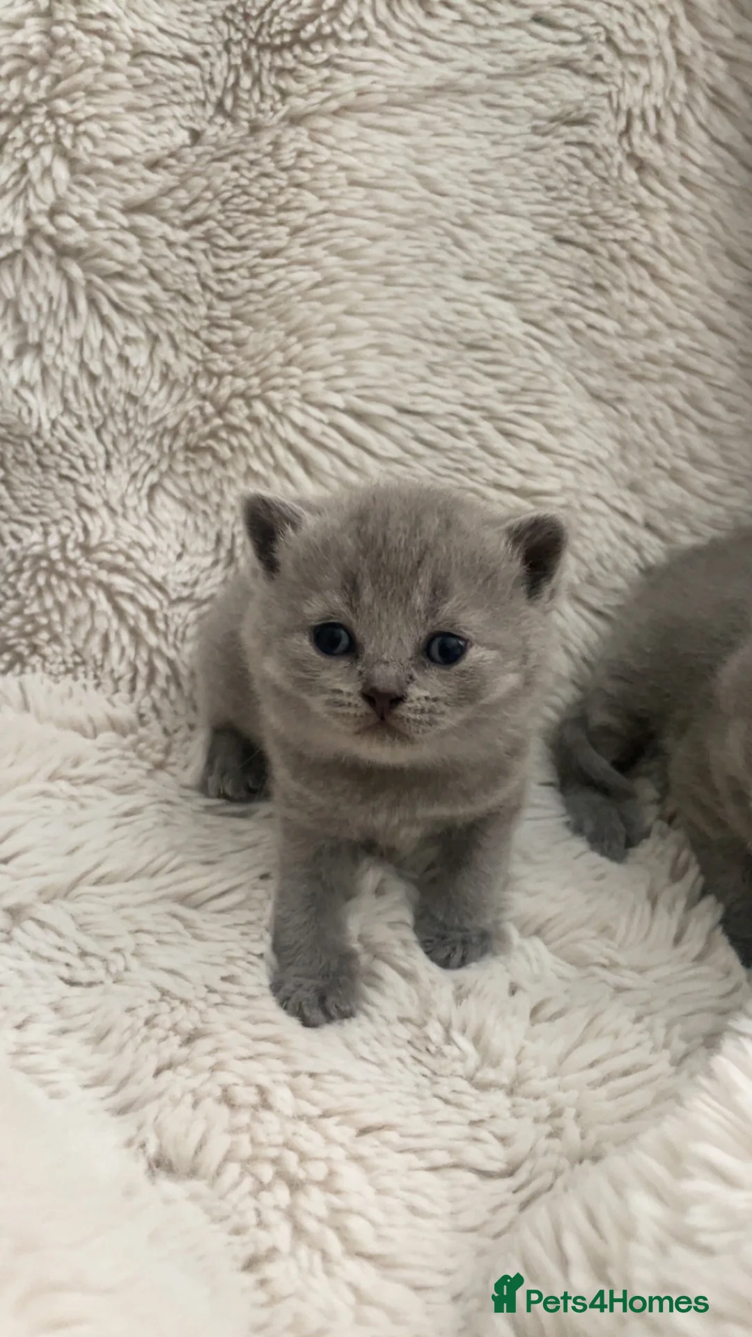 British Shorthair cats for sale: 3 beautiful british short hairs available  - Advert 2