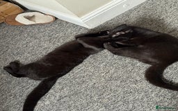 British Shorthair cats for sale: Cimba & Tom Both male  - Image 8