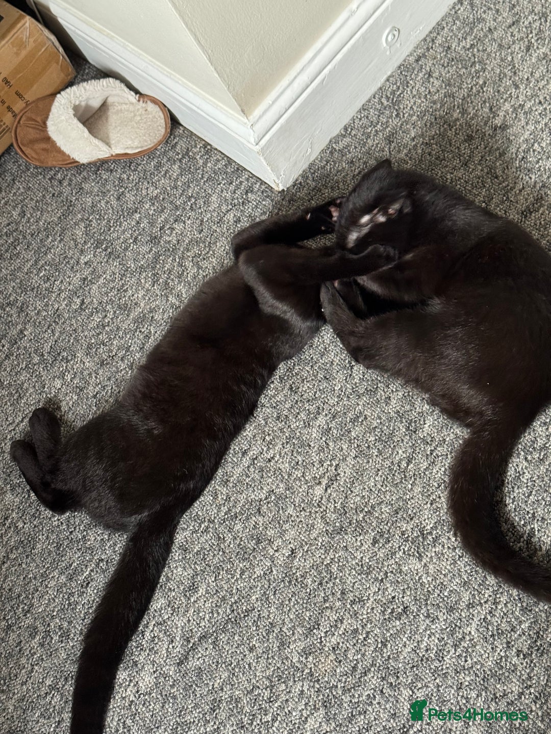 British Shorthair cats for sale: Cimba & Tom Both male  - Image 8