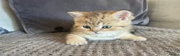 British Shorthair cats for sale: TICA reg black golden kittens  - Advert 19
