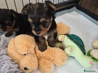 Yorkshire Terrier dogs yorkshire terrier - Advert 14