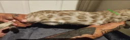 Bengal cats for sale: Snow mink bengals ready now - Advert 20