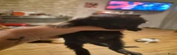 Mixed Breed cats for sale: 6 black kittens  - Advert 15