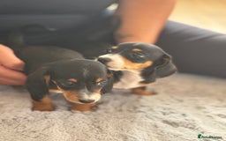 Miniature Dachshund dogs for sale: minature dachshund puppies available  - Image 10