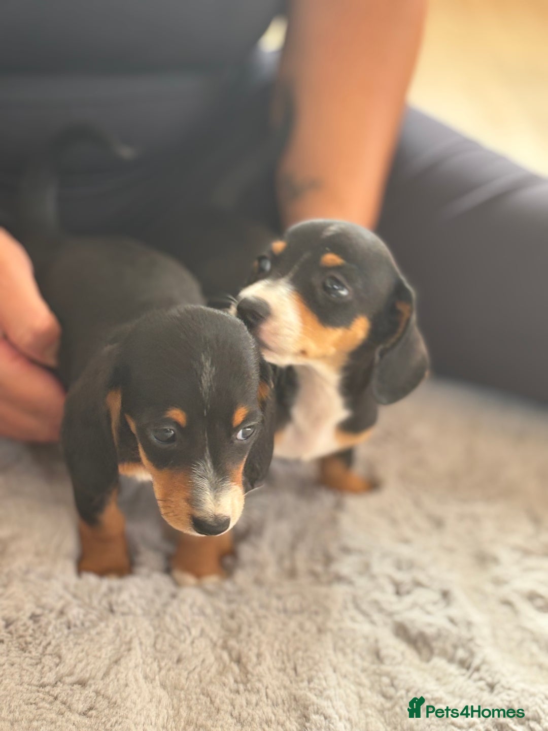 Miniature Dachshund dogs for sale: minature dachshund puppies available  - Image 10