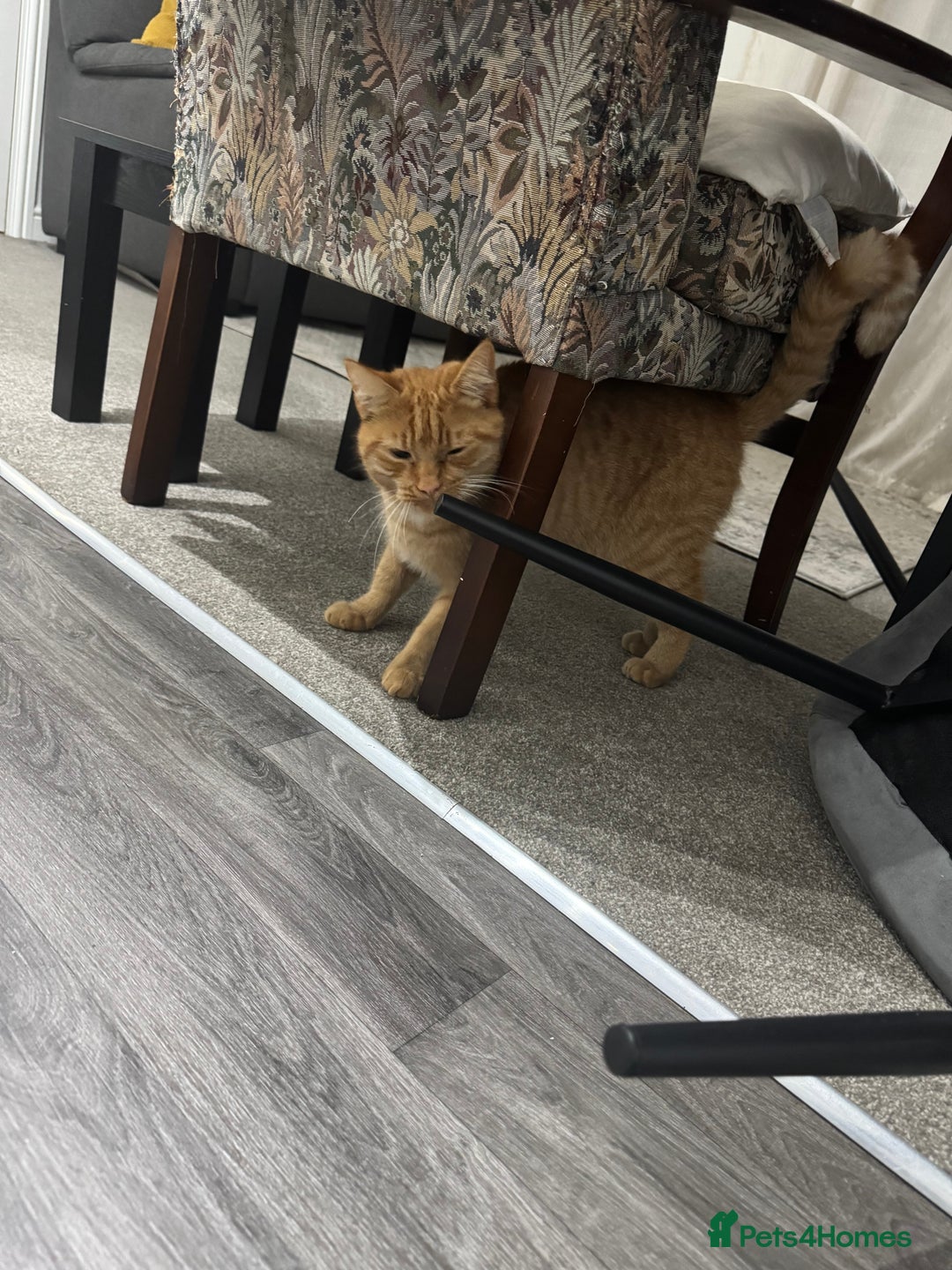 British Shorthair cats for sale: Milo, a short-haired ginger cat seeks loving home - Image 3