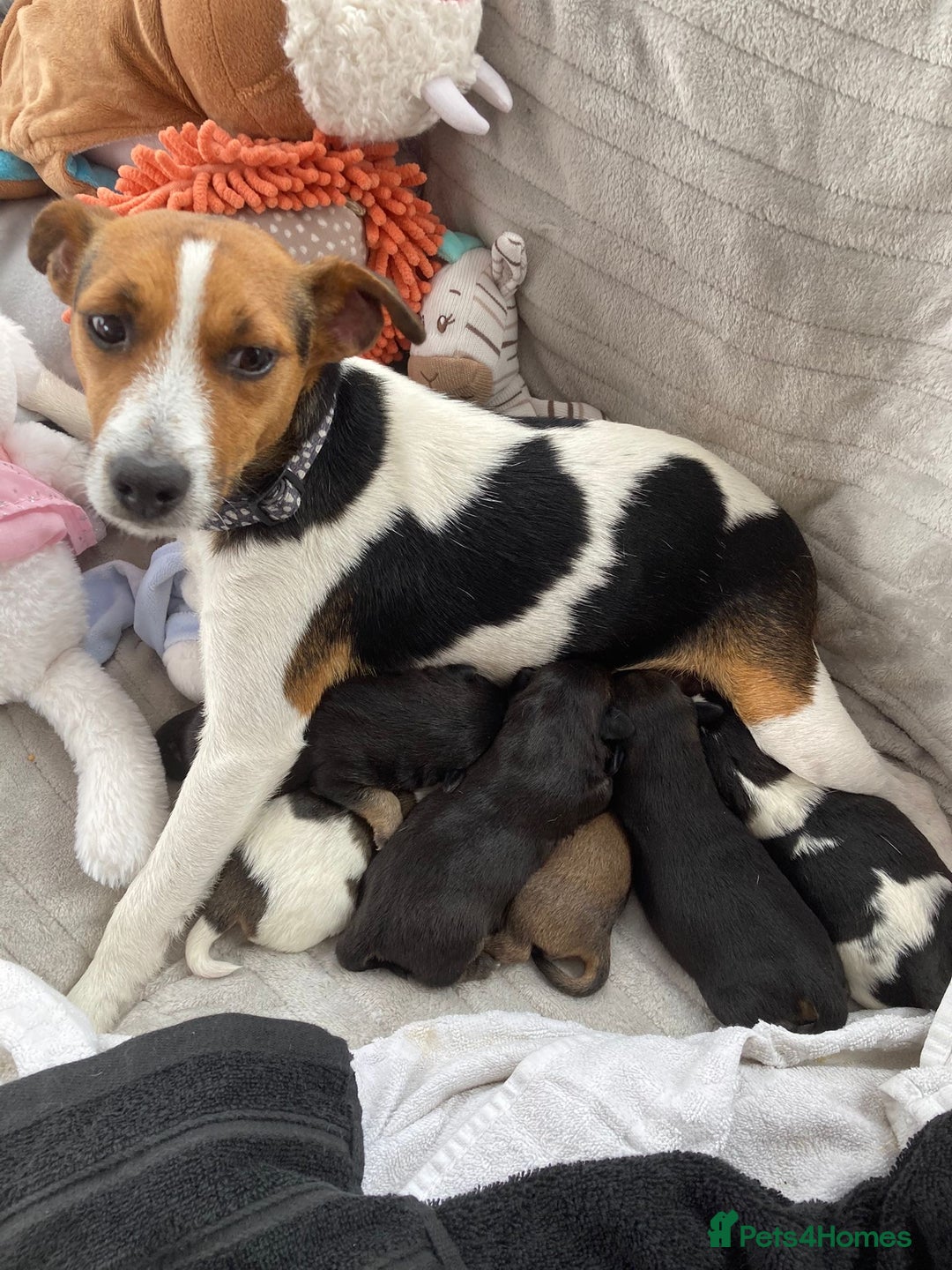 Jack Russell dogs for sale: Traditional jack Russell pups  - Image 1