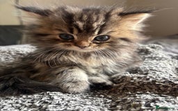 Persian cats for sale: Last 2 Boys! READY TO LEAVE - Image 5