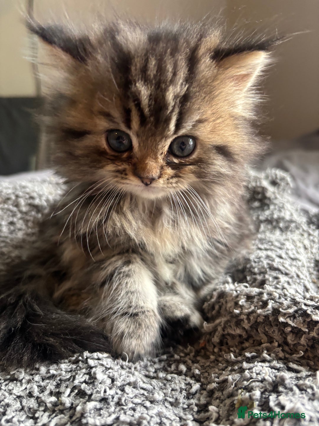Persian cats for sale: Last 2 Boys! READY TO LEAVE - Image 5